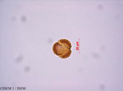 Loricaria antisanensis - lame n° 29059